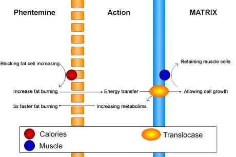 phentemine