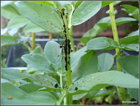 Broad Beans - harvest in sight...