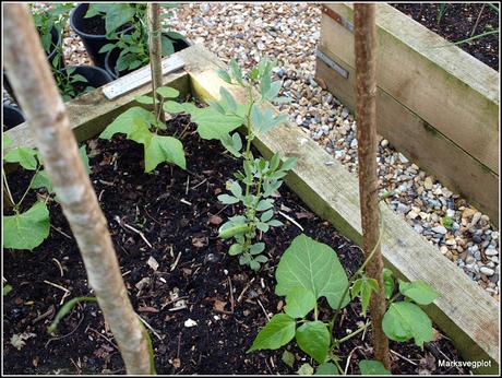 Broad Beans - harvest in sight...