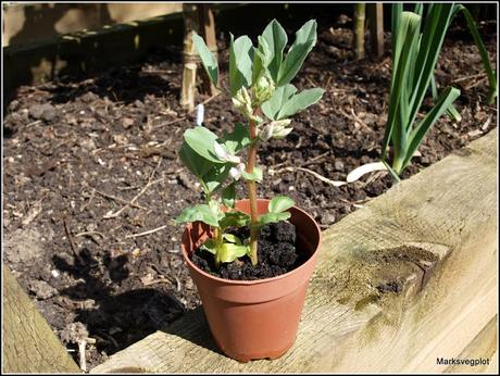 Broad Beans - harvest in sight...