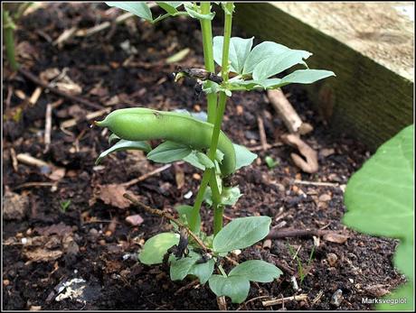 Broad Beans - harvest in sight...