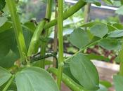 Broad Beans Harvest Sight...