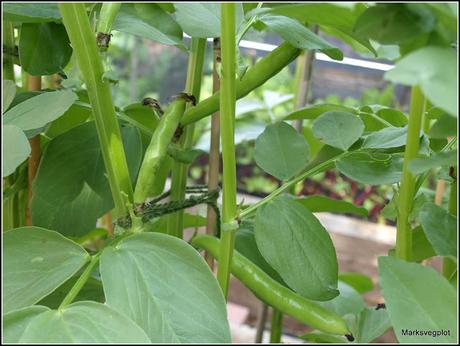 Broad Beans - harvest in sight...