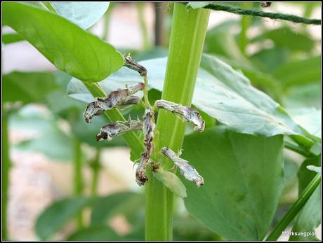 Broad Beans - harvest in sight...