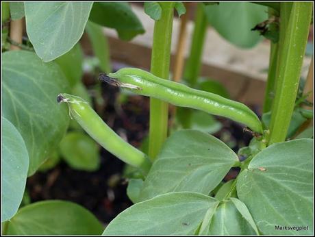 Broad Beans - harvest in sight...