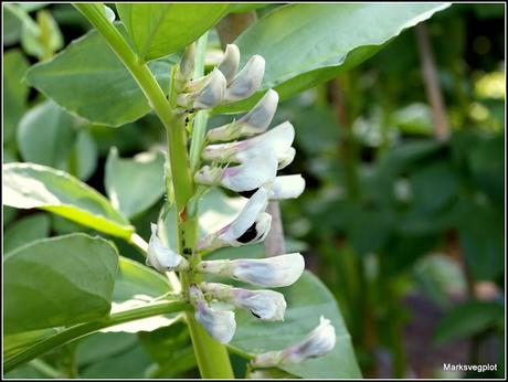 Broad Beans - harvest in sight...