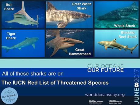 World Oceans Day June 8 endangered shark species