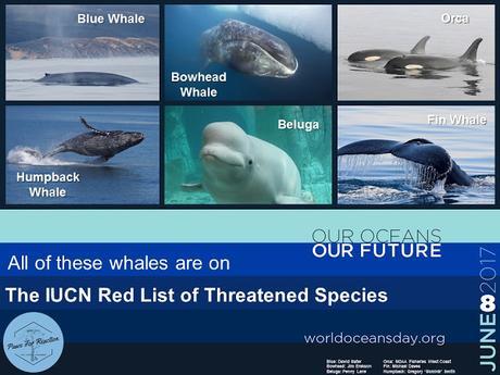 World Oceans Day June 8 Endangered whales 