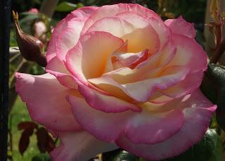 pink rose - www.growourown.blogspot.com