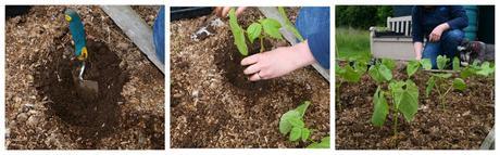 planting out the dwarf borlotto beans -  www.growourown.blogspot.com