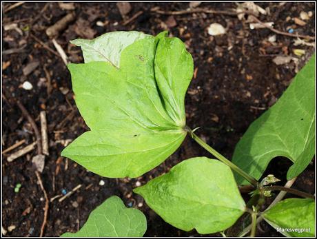 Runner Beans - tips and a problem