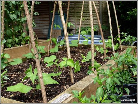 Runner Beans - tips and a problem