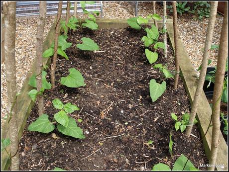 Runner Beans - tips and a problem