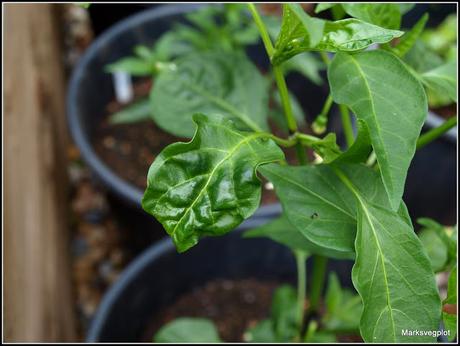 Runner Beans - tips and a problem