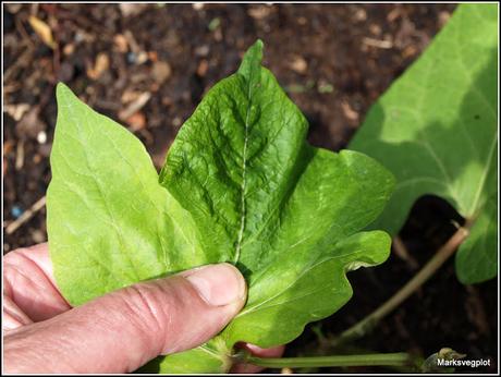 Runner Beans - tips and a problem