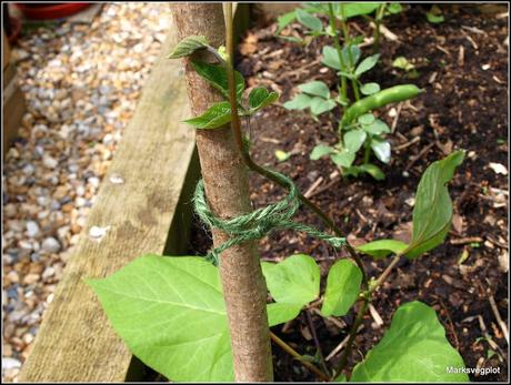 Runner Beans - tips and a problem