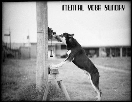 Police Dog, Tess, January 29, 1935 by Sam Hood