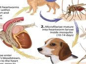 Symptoms That Could Indicate Heartworm Dogs