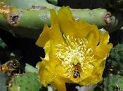 Snapshots: Hidden Treasures Prickly Pear Cactus