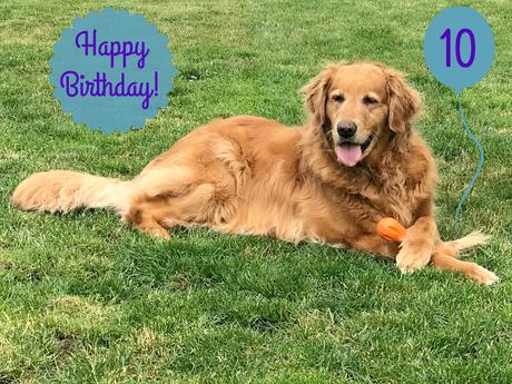 golden, retriever, dog, birthday