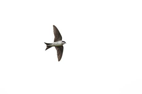 Another House Martin
