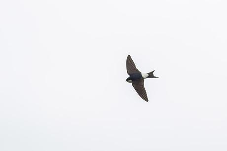 You can hopefully see the striking blue of this House Martin
