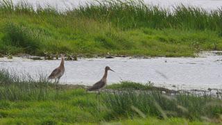 Rare birds released on the Fens in ‘conservation first’ for the UK