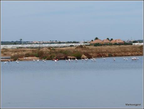 Tavira