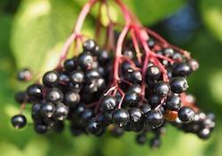 black elderberry