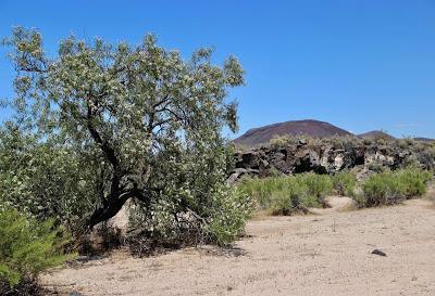 Tree of the Month: Desert “Willow”