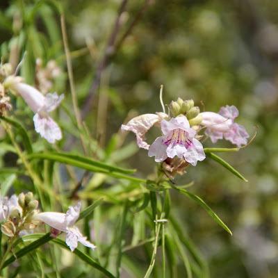 Tree of the Month: Desert “Willow”