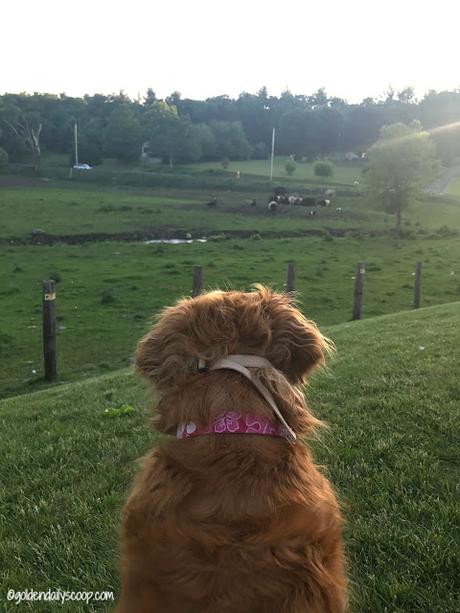 golden retriever dog watching cows #wordlesswednesday