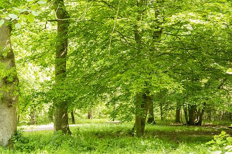 Howe Park Wood