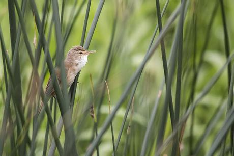 Reed Warbler