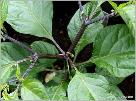 Chillis - to pinch or not to pinch?