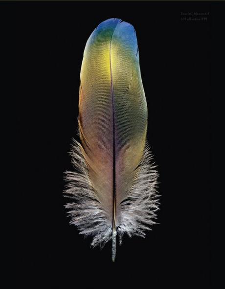 Smart Feathers – Biomimicry for Young Children
