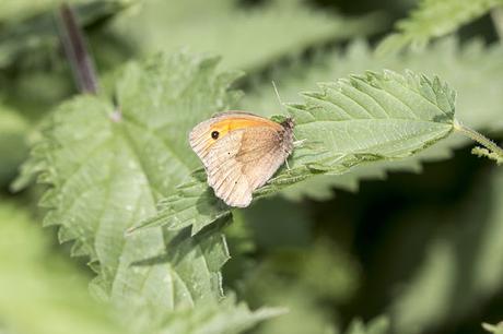 Meadow Brown