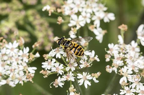 Myathropa florea