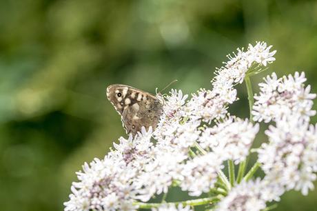 Speckled Wood