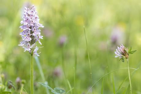 Common Spotted Orchid