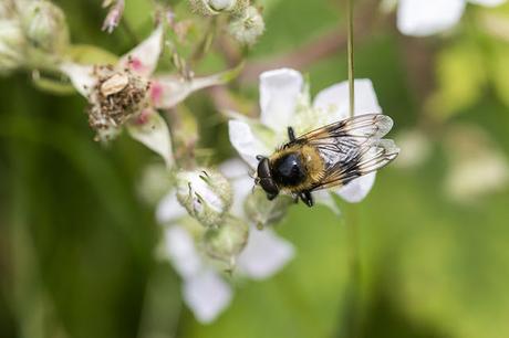 Volucella bombylans