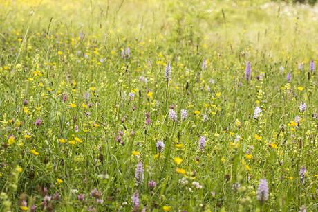 Wildflower Meadow