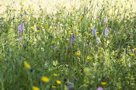 Hunting Hornets and Spotted Orchids