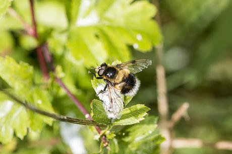 Volucella bombylans