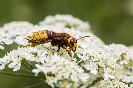 European Hornet - Vespa crabro