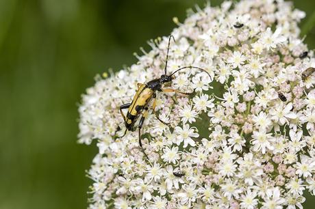 Black & Yellow Longhorn  - Rutpela maculata