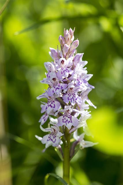 Common Spotted Orchid