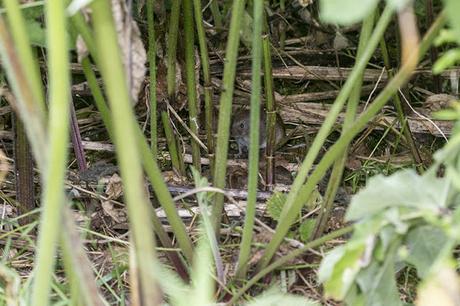 Hunting Hornets and Spotted Orchids