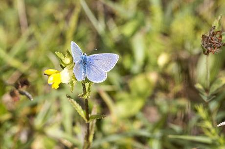 Common Blue