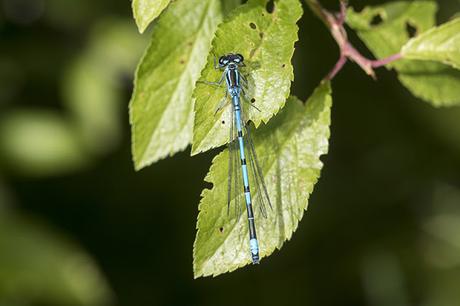 Azure Damselfly